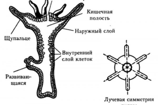 Какой кракен сейчас работает