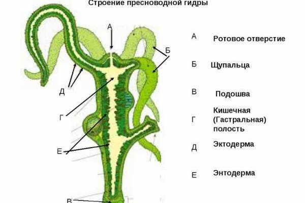 Кракен это известный маркетплейс